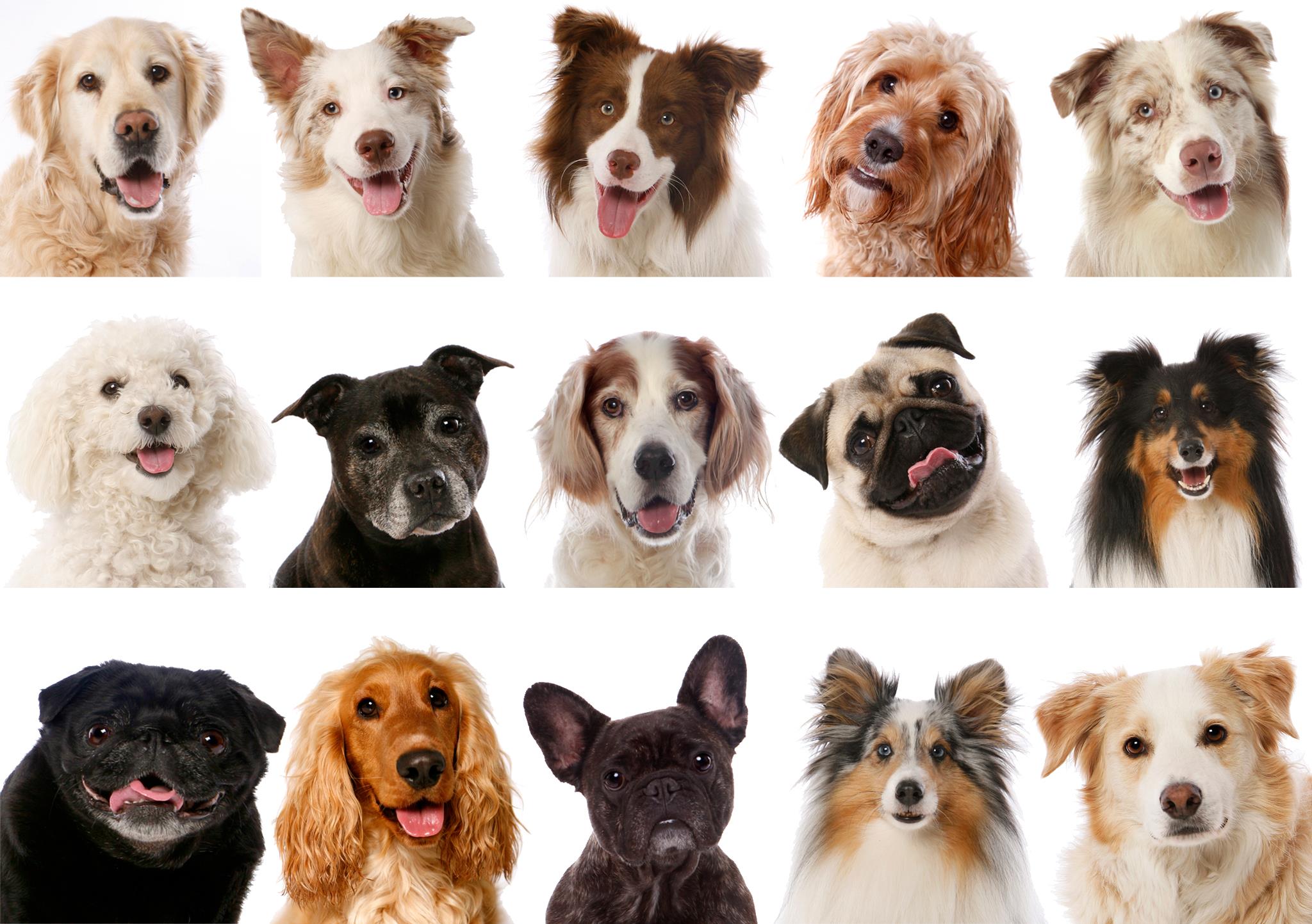 Doggie Montage