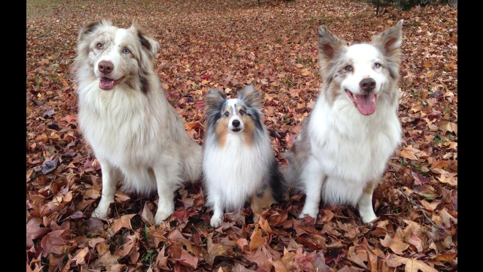 Three Amigos