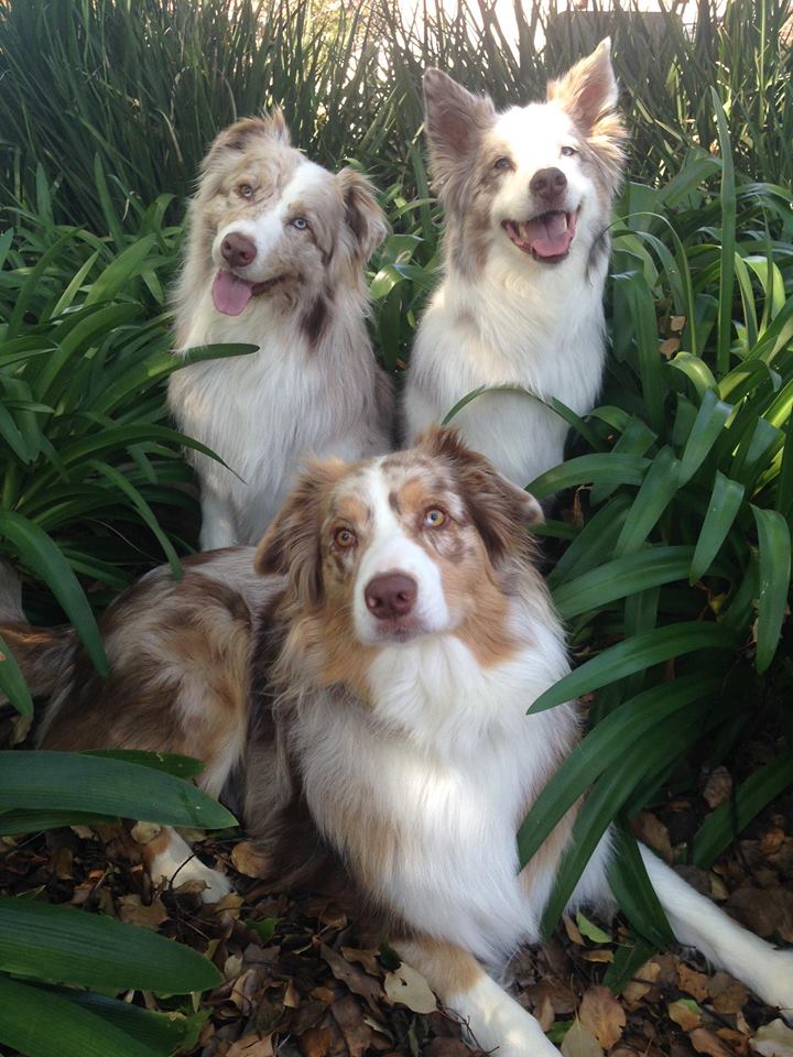 dogs7
