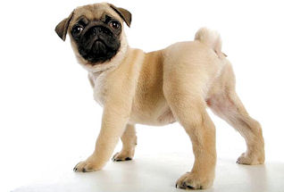 Pup