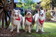 Happy Cowdogs