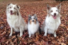 Three Amigos
