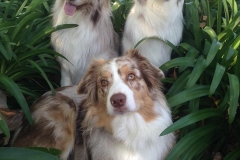 dogs7