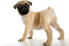 Pup
